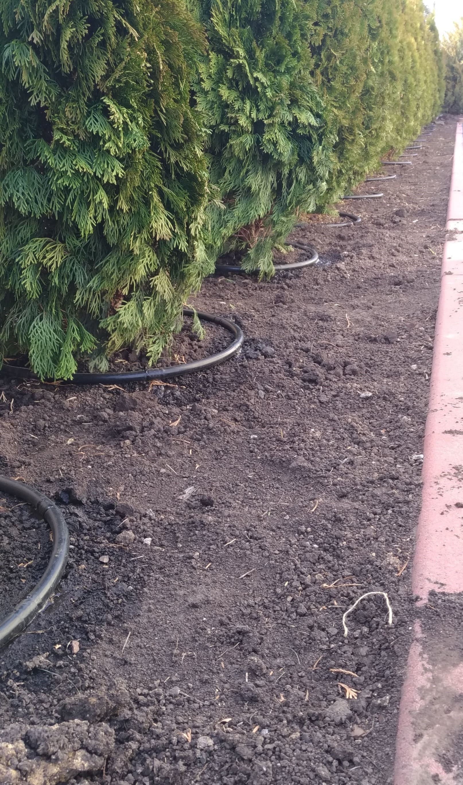 Автоматичне поливання туй