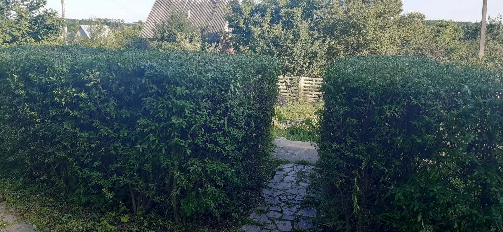 жимолость підстрижена