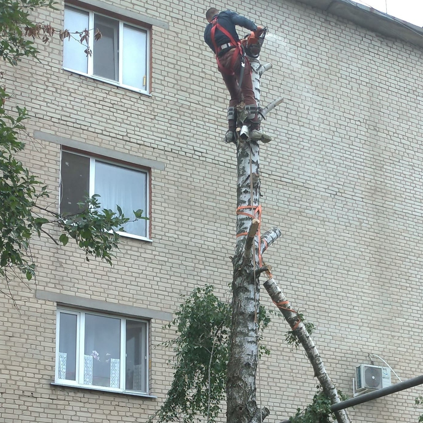 Кронування берези з вивішуванням гілок