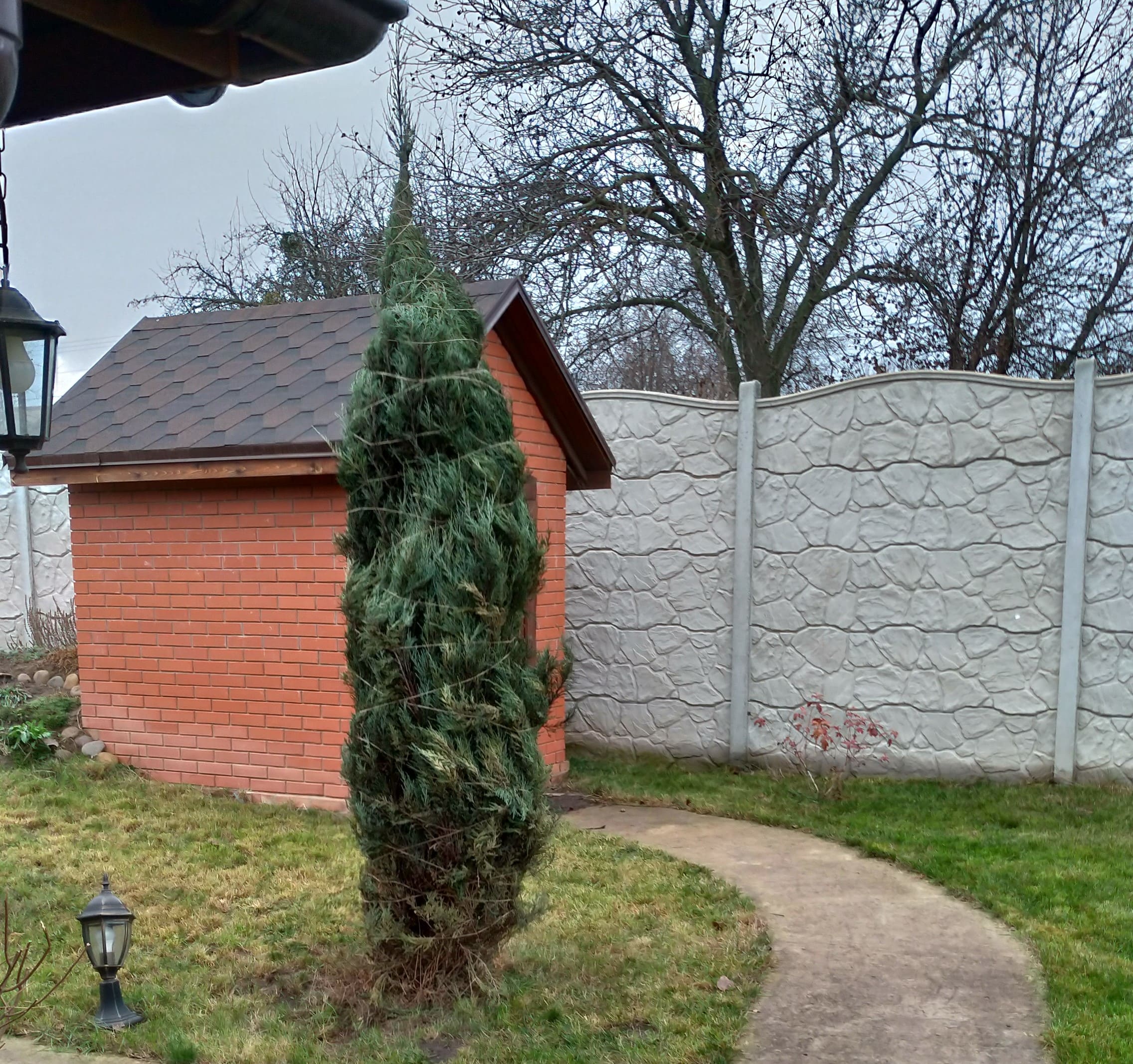 Підготовка туі до зими