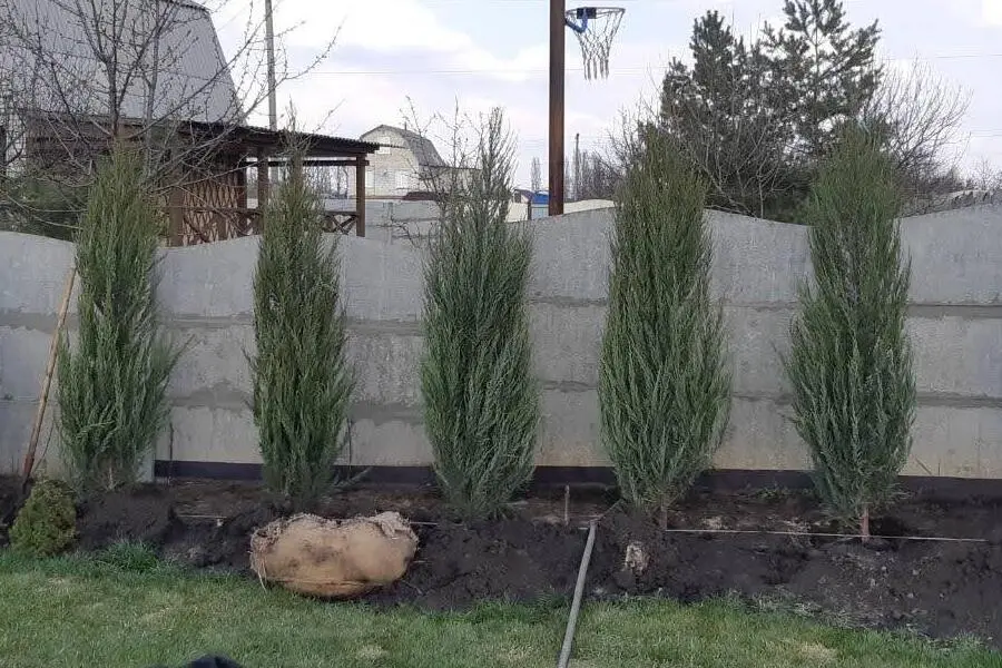 Висадка туй